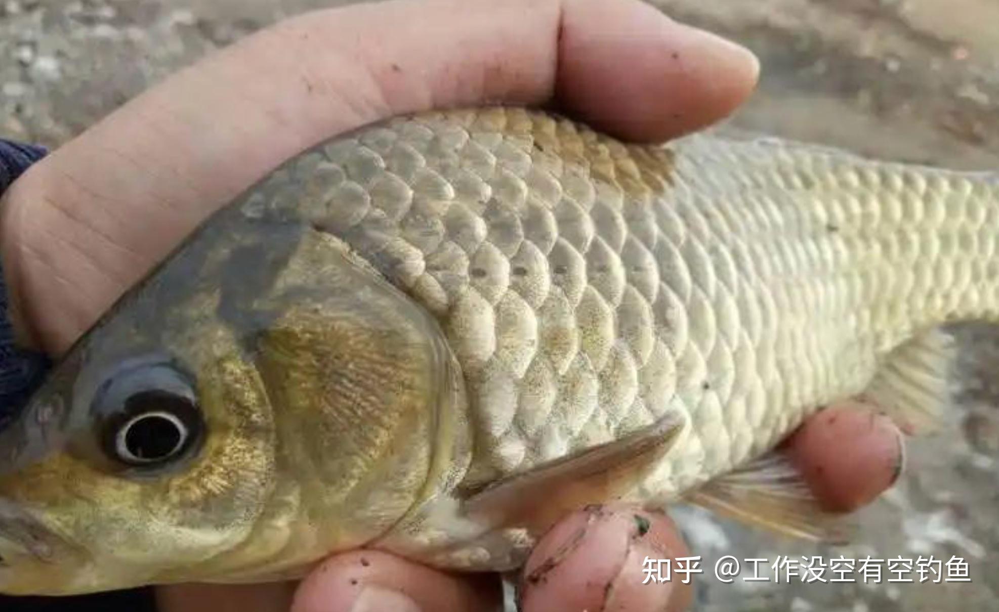 水库钓深水鱼技巧(水库钓深水鱼技巧视频)