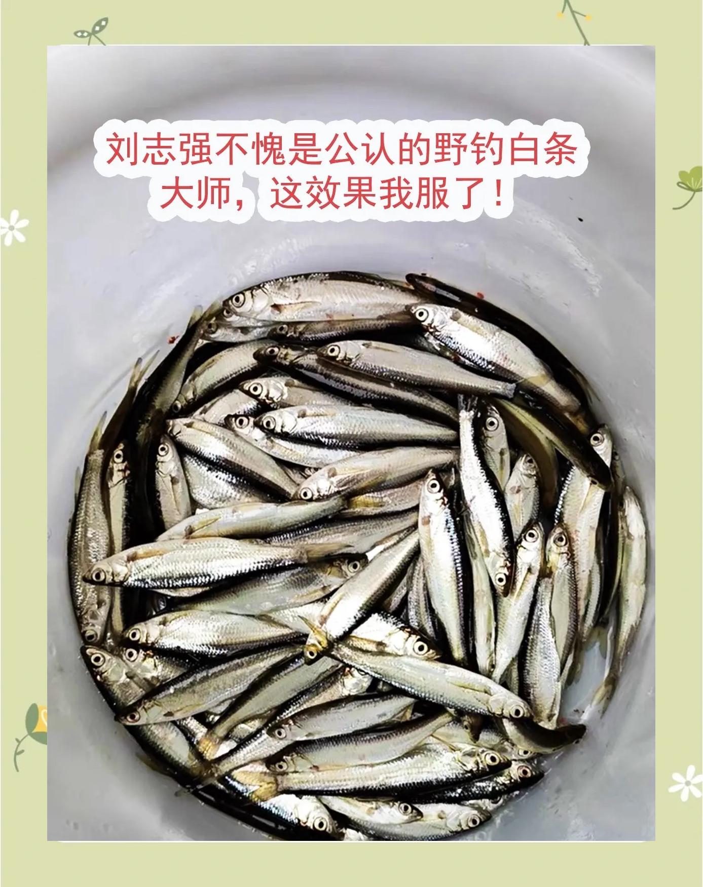 专门钓白条的技巧(专门钓白条的技巧是什么)