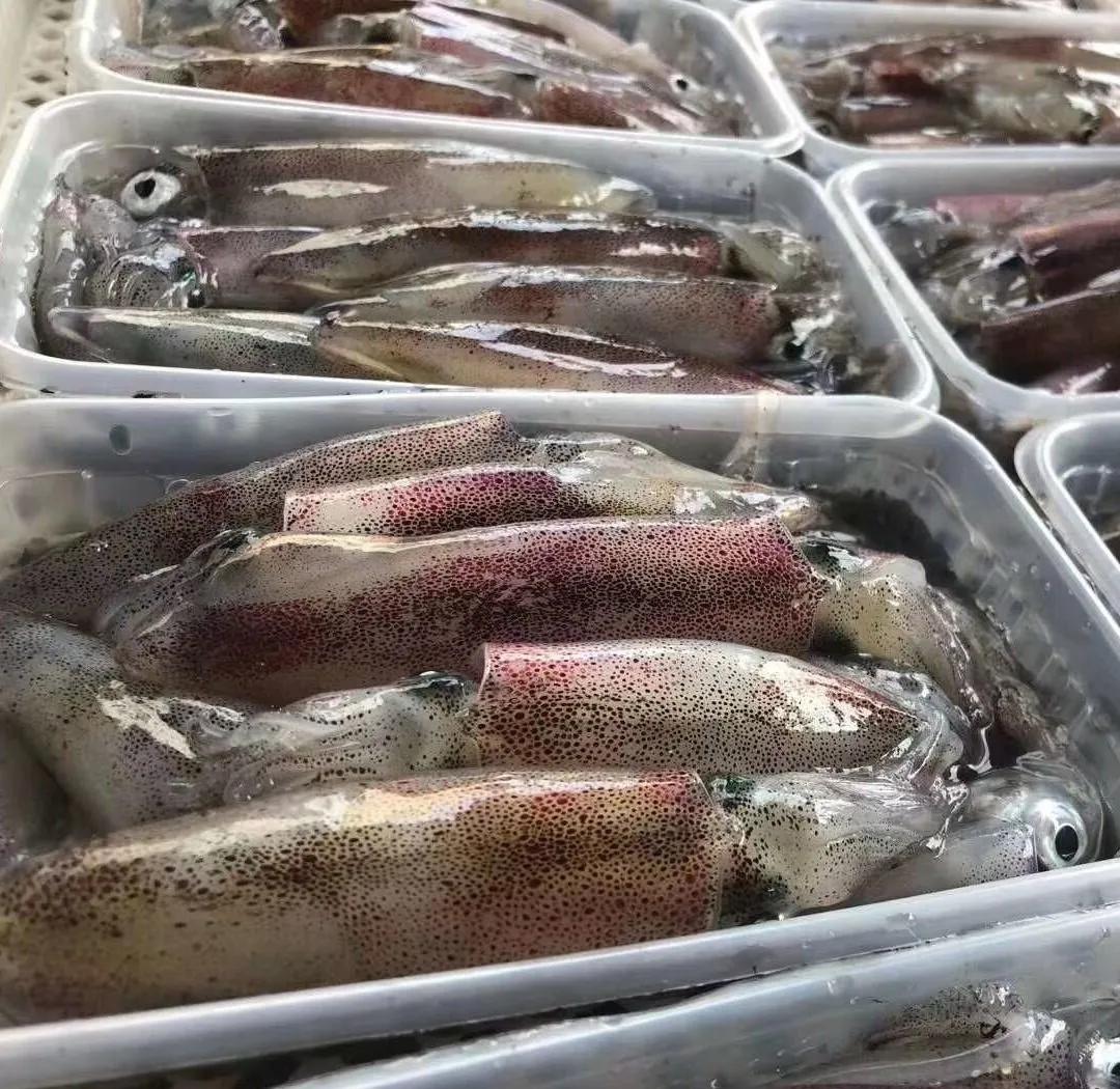 连江海钓小管(连江海钓租船联系电话)