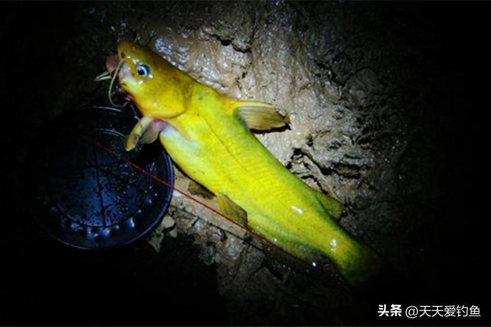 鸡肝钓黄颡鱼技巧(鸡肝钓黄颡鱼技巧视频)