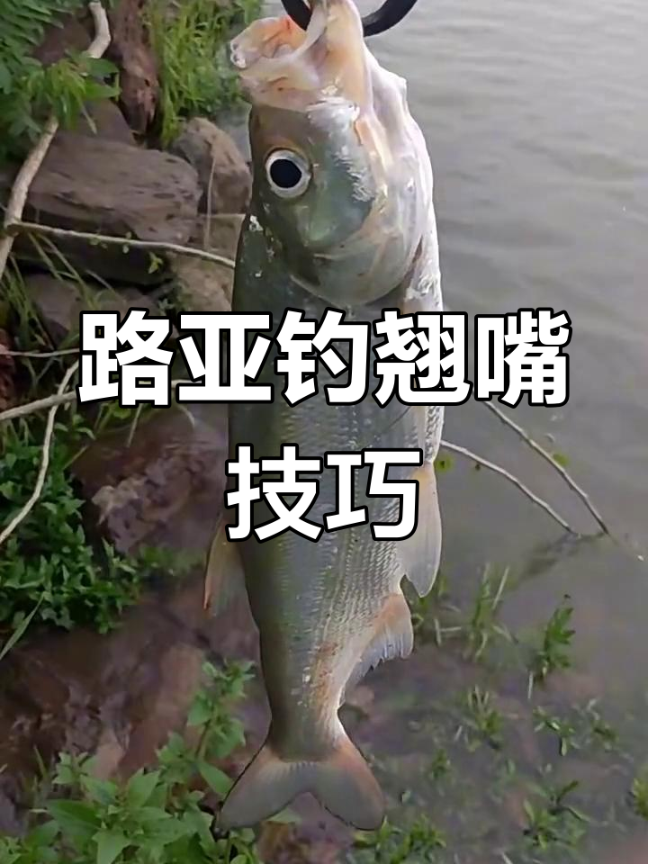 大坝急流路亚翘嘴技巧(水坝路亚翘嘴上游好还是下游好)