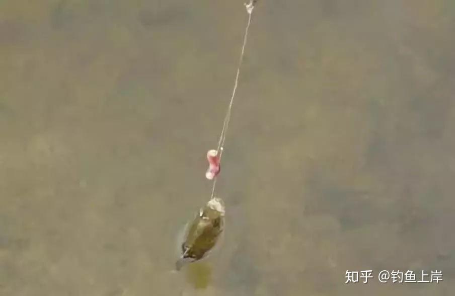 钓鱼技巧逗鱼(钓鱼逗钓怎么钓)
