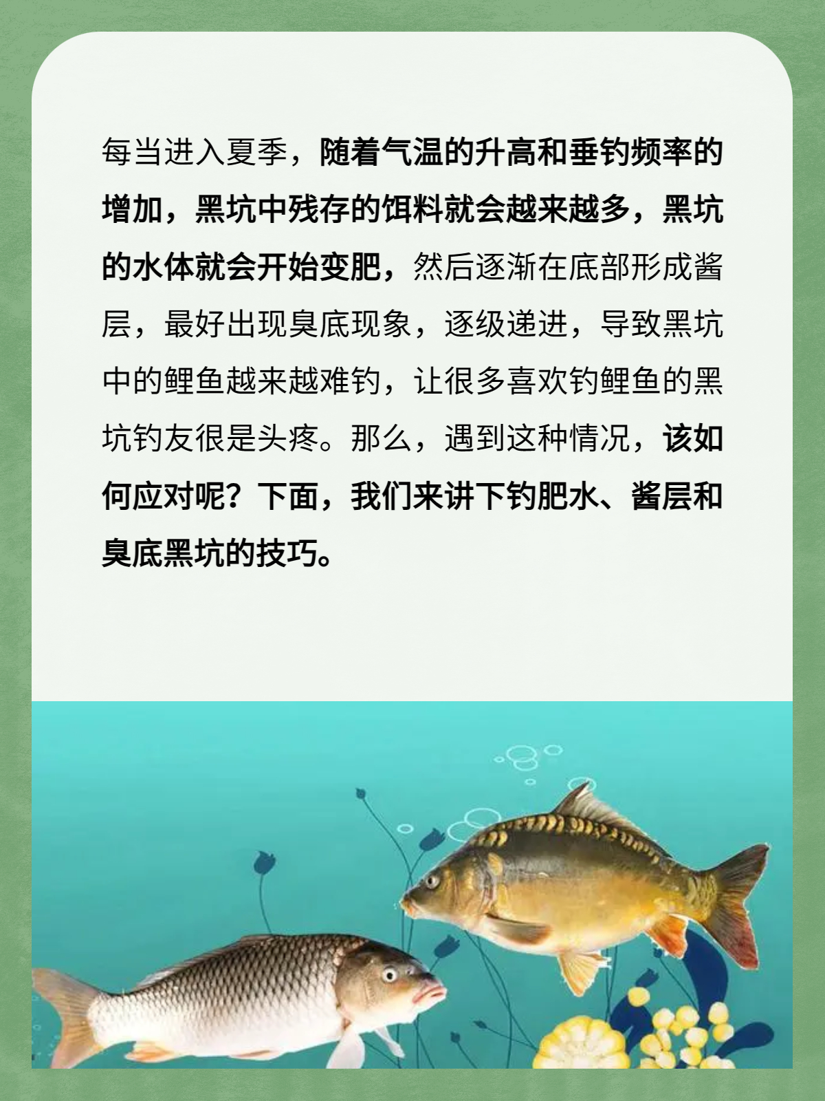 黑坑钓鲤鱼技巧.(黑坑钓鲤鱼技巧详解全攻略)