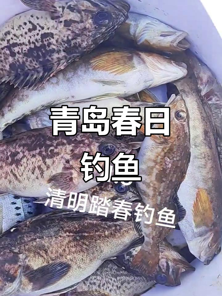 青岛出海钓鱼从哪出发(青岛出海钓鱼一次多少钱)