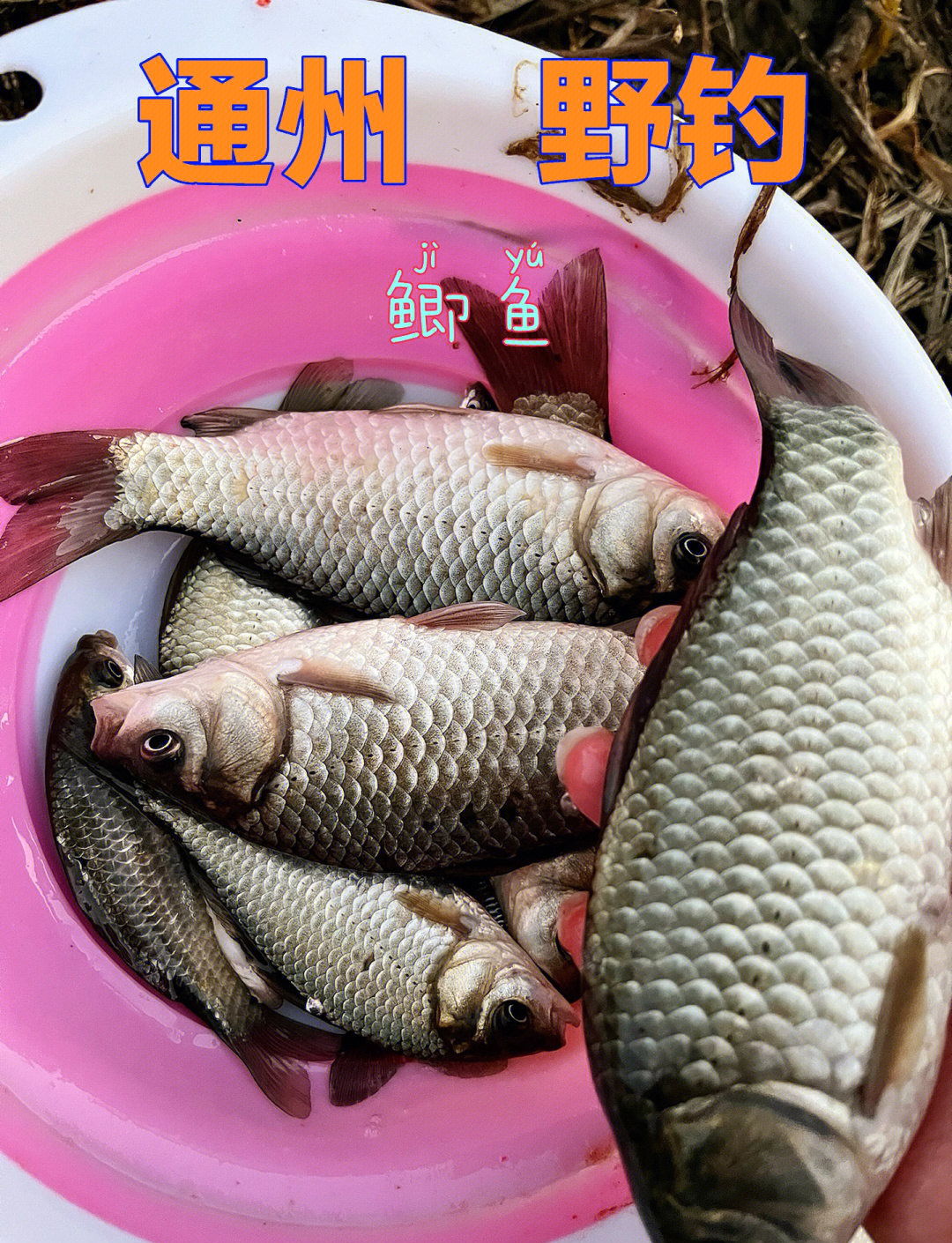 深秋鲫鱼商品饵料(深秋钓鲫鱼商品饵料配方)