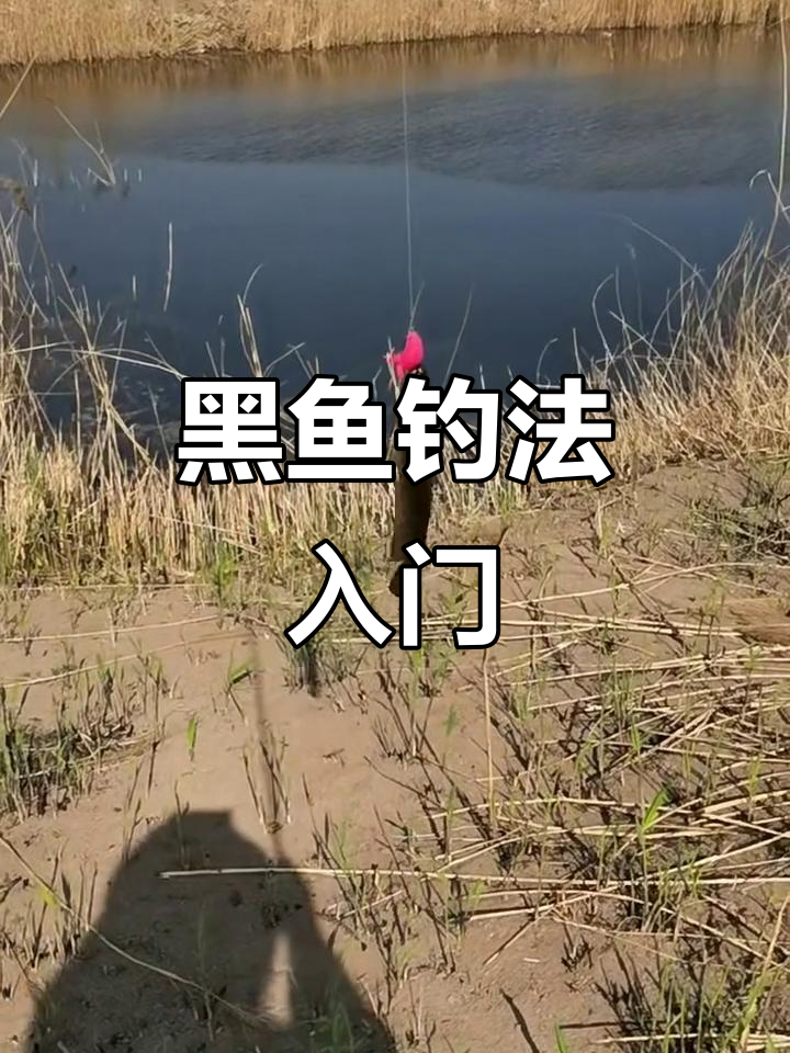 电黑鱼技巧视频教程(黑鱼用电瓶怎么能打到)
