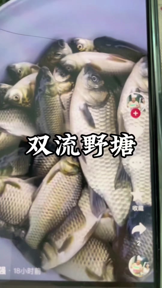 开春野塘钓鱼技巧(开春鱼塘钓鱼钓深还是浅)