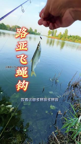 路亚飞蝇路亚什么鱼(路亚飞蝇钓法怎么配坠)