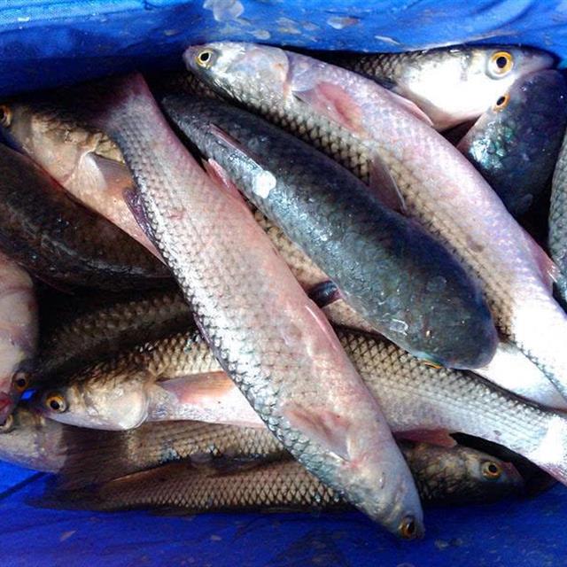 海上钩梭鱼技巧(海里钓梭鱼用什么诱饵)