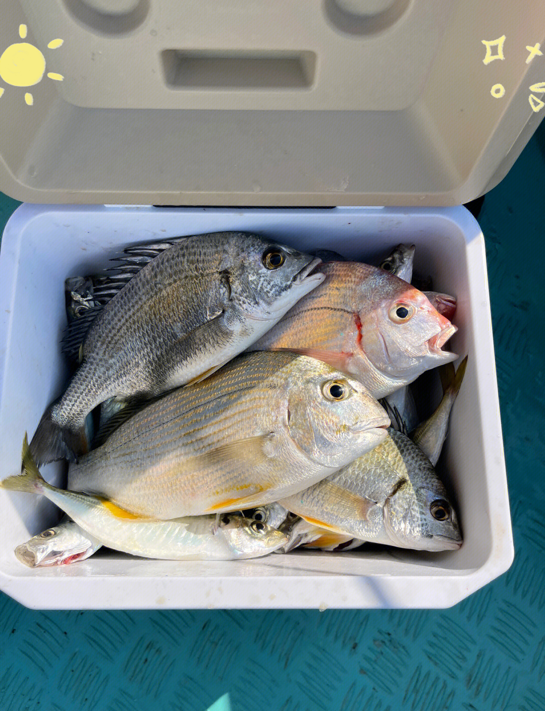 海钓黄鱼钓法(海钓黄鱼用多大鱼钩)