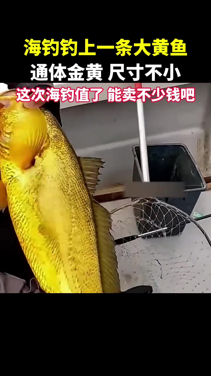 海钓黄鱼钓法(海钓黄鱼用多大鱼钩)