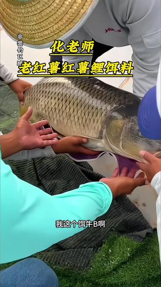饵料老是化(饵料下去就化了)