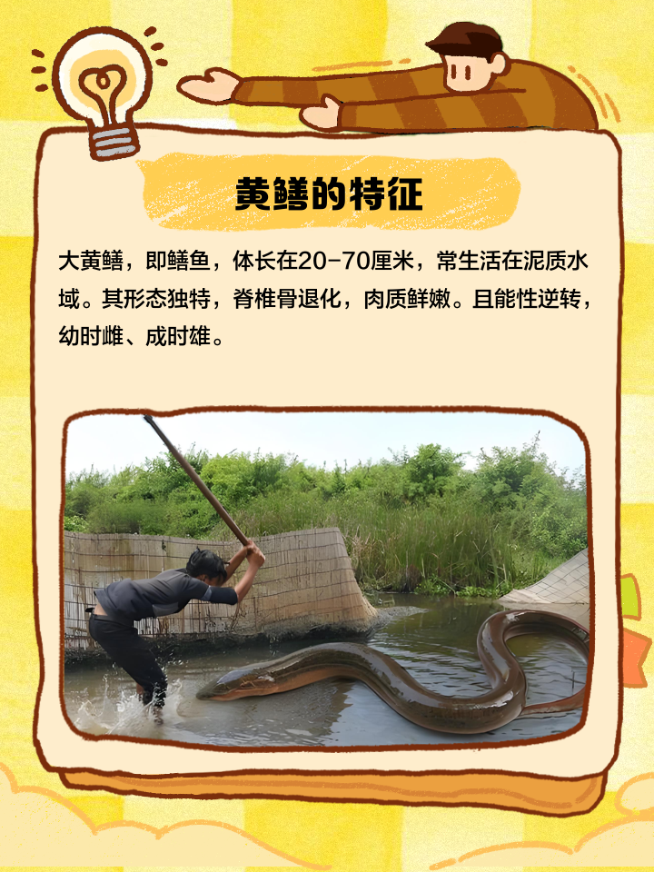 白天钓黄鳝技巧(白天钓黄鳝技巧图解)