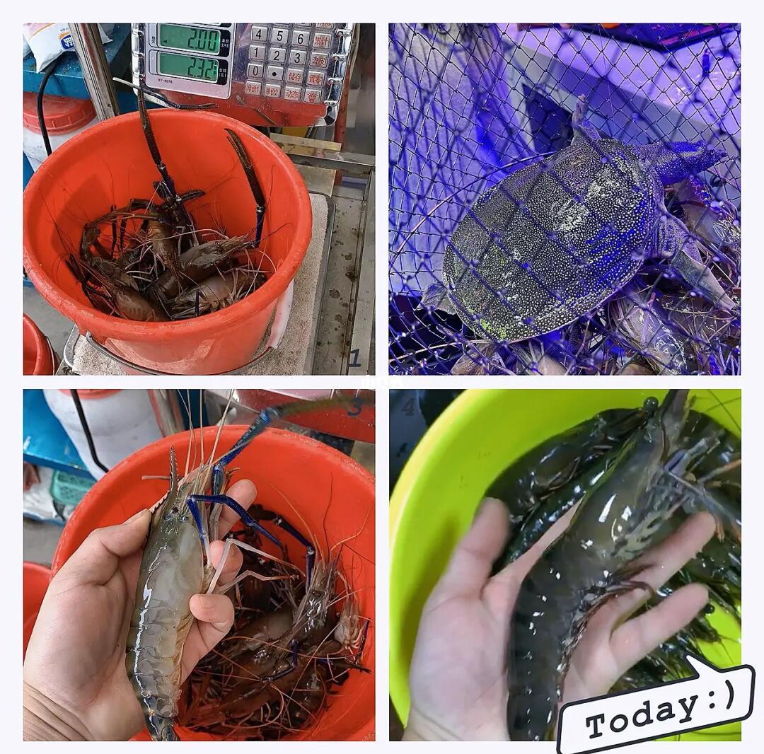 用淡水虾钓鱼技巧(淡水用虾能钓到什么鱼)