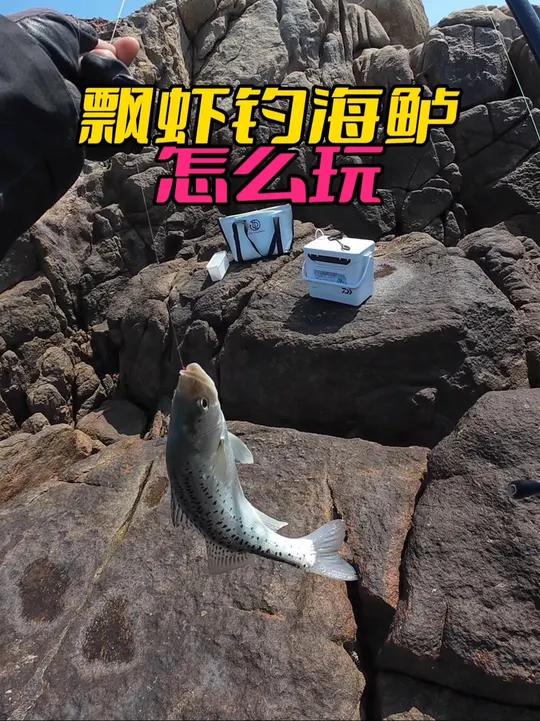 青岛活虾钓海鲈鱼技巧(活虾漂钓海鲈鱼线组及钓法)