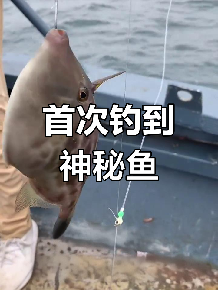 海钓中下层鱼(海钓如何钓中层鱼)