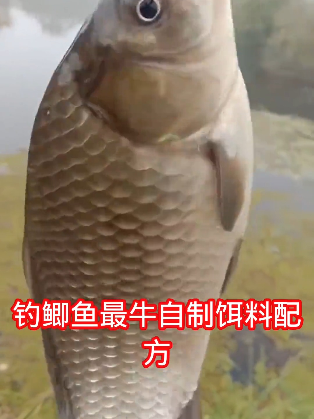 饵料钓鱼钓多深(饵料钓鱼钓多深合适)