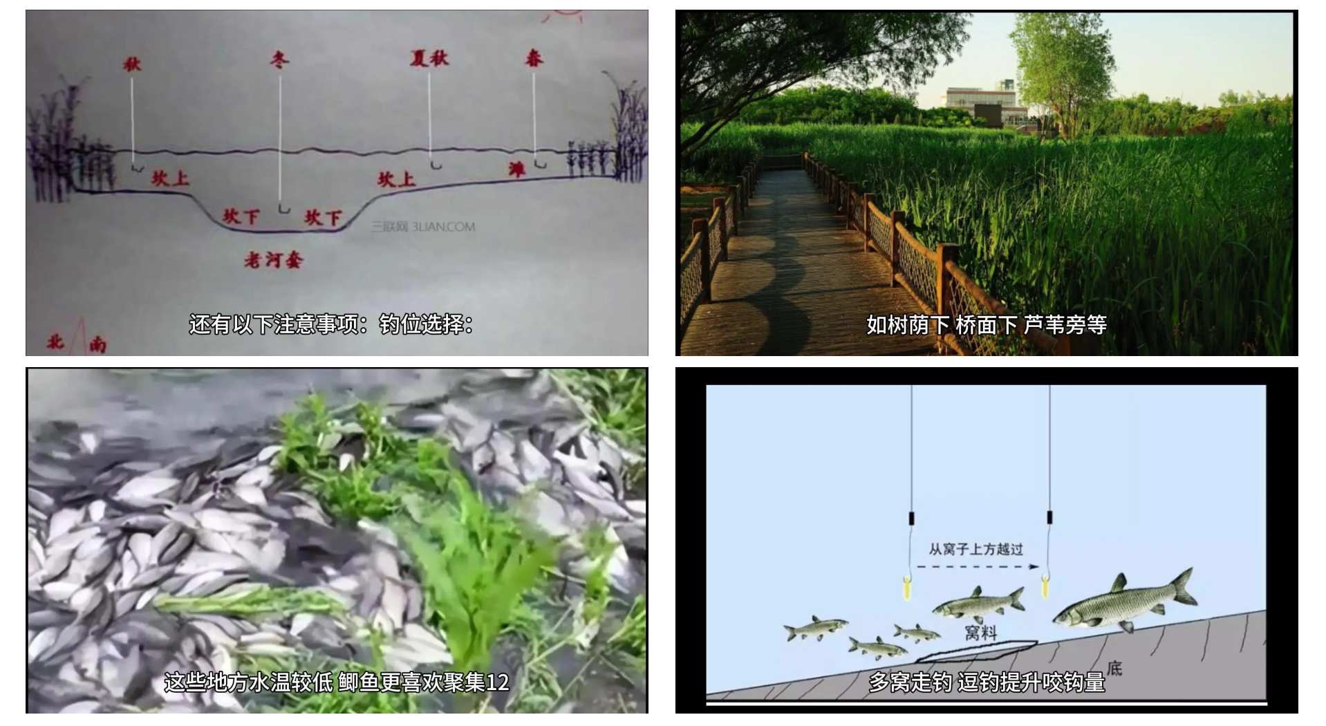 池塘芦苇中钓鲫鱼技巧(池塘芦苇中钓鲫鱼技巧图解)