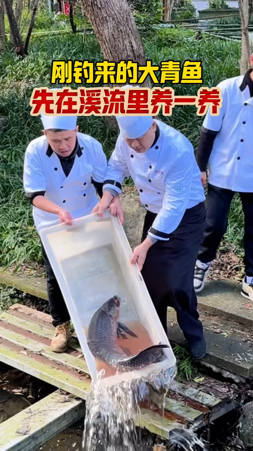 冬季用螺蛳钓青鱼技巧(冬季用螺蛳钓青鱼技巧和方法)
