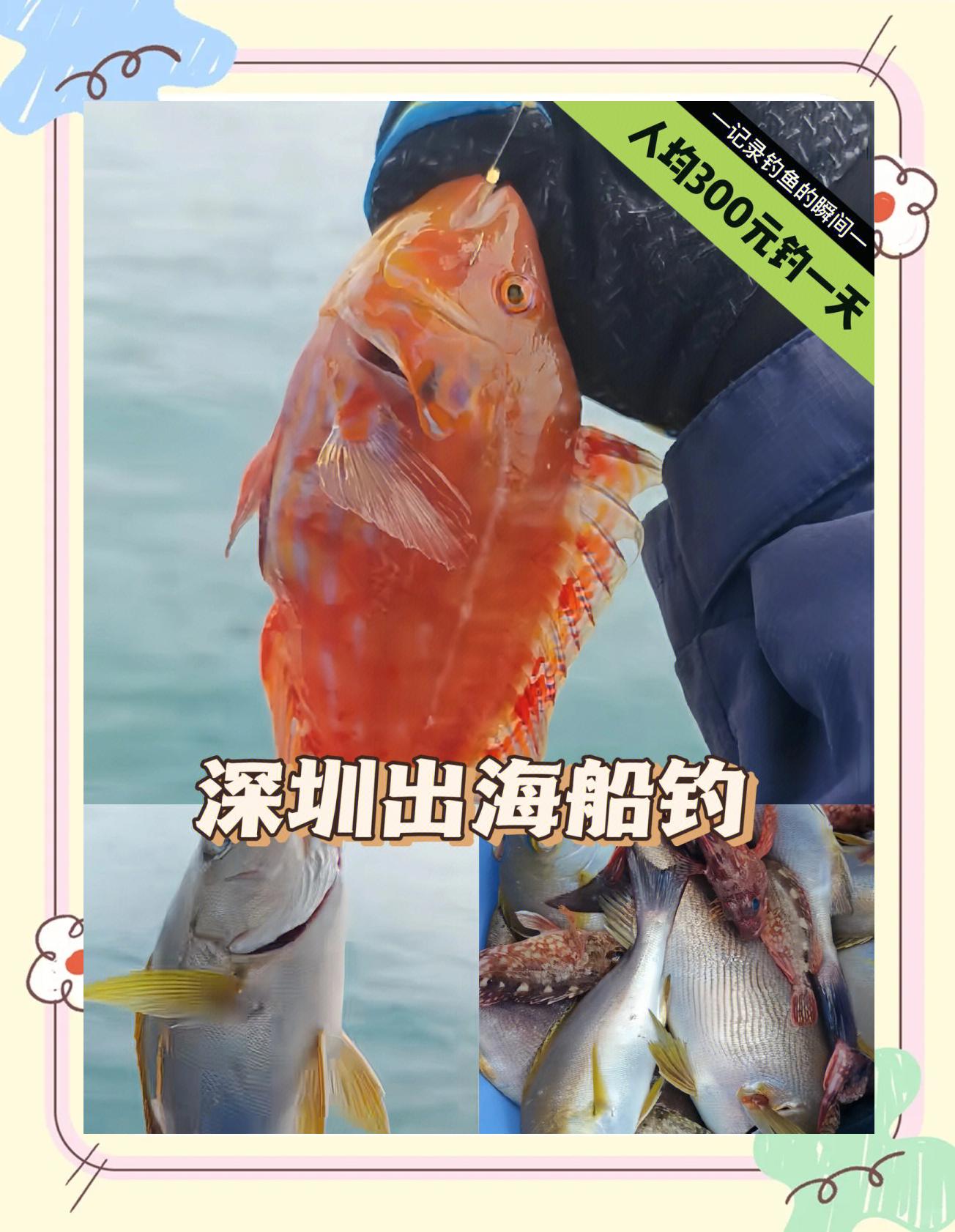 深圳宝安最佳海钓地点(深圳宝安最佳海钓地点排名)