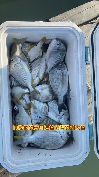 海钓筏钓黑鲷技巧大全(海钓筏钓黑鲷技巧大全图解)
