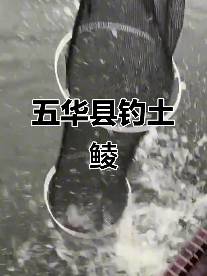 水库钓七彩鲮鱼技巧(七彩鳑鲏鱼用什么鱼饵)
