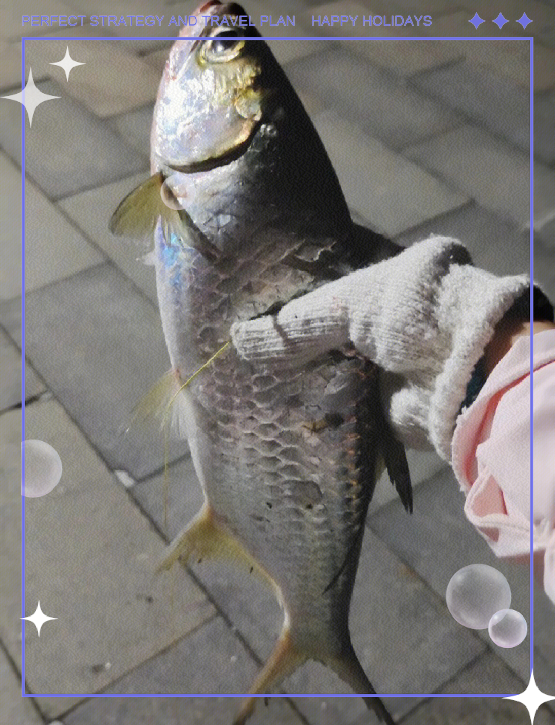 海杆夜钓鲢鳙鱼技巧(海杆夜钓鲢鳙鱼技巧视频)