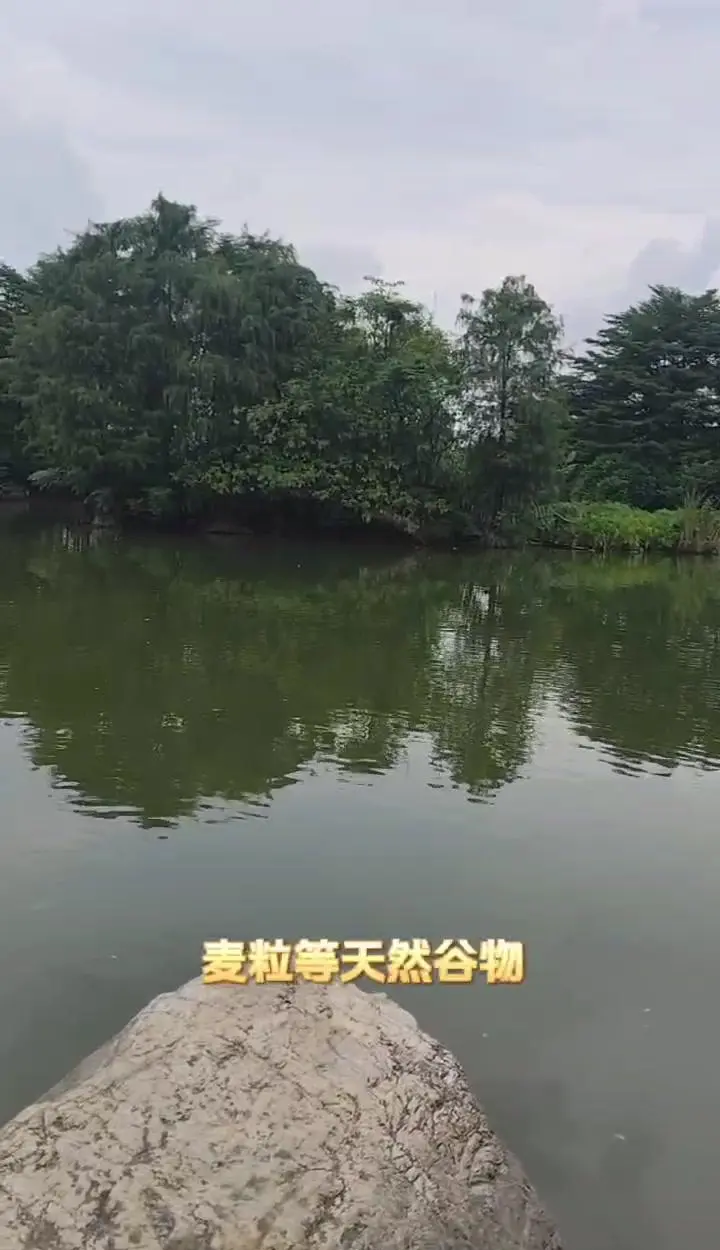 中秋钓鱼选位技巧(中秋钓鱼的技巧和方法)