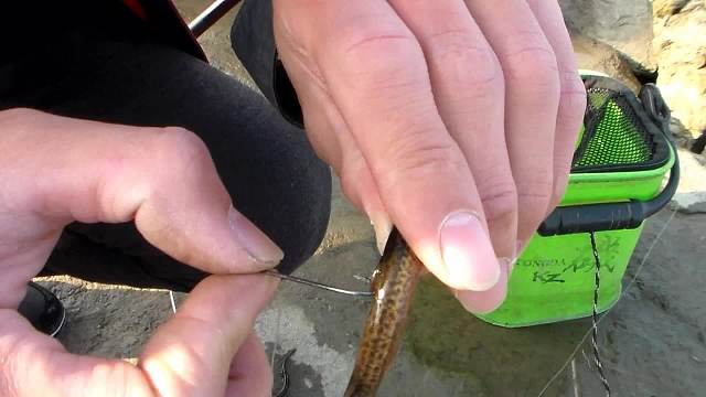 海钓浮钓泥鳅怎么挂钩(泥鳅钓海鱼怎么挂钩效果好)