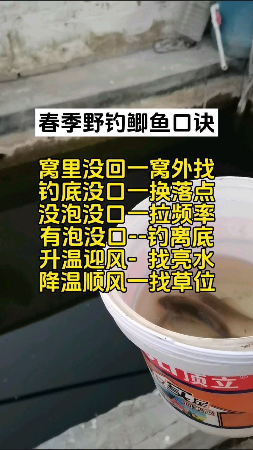 春季钓鲫鱼小技巧(春季钓鲫鱼小技巧视频)