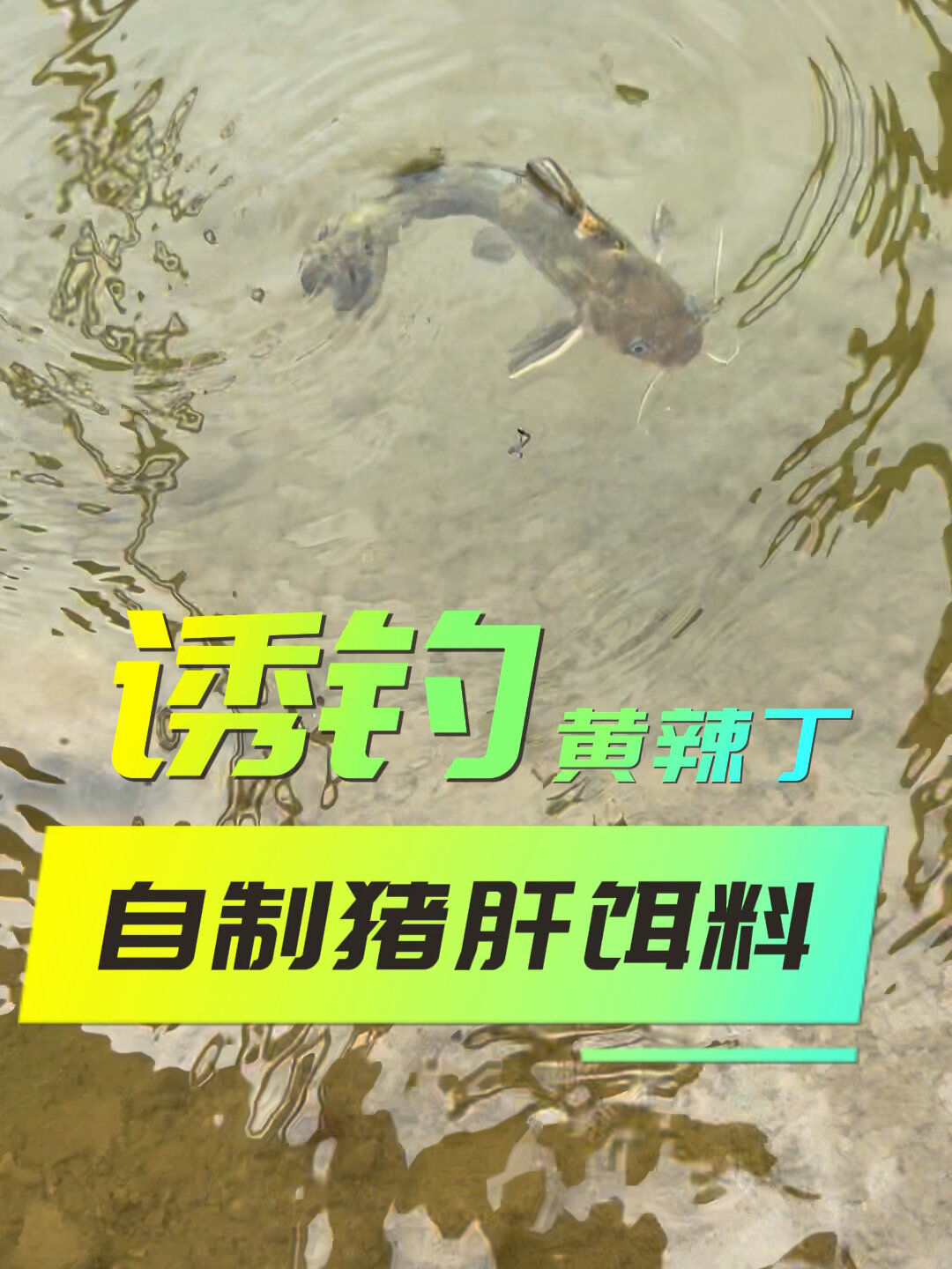 猪肝饵料制作方法(猪肝饵料制作方法大全)