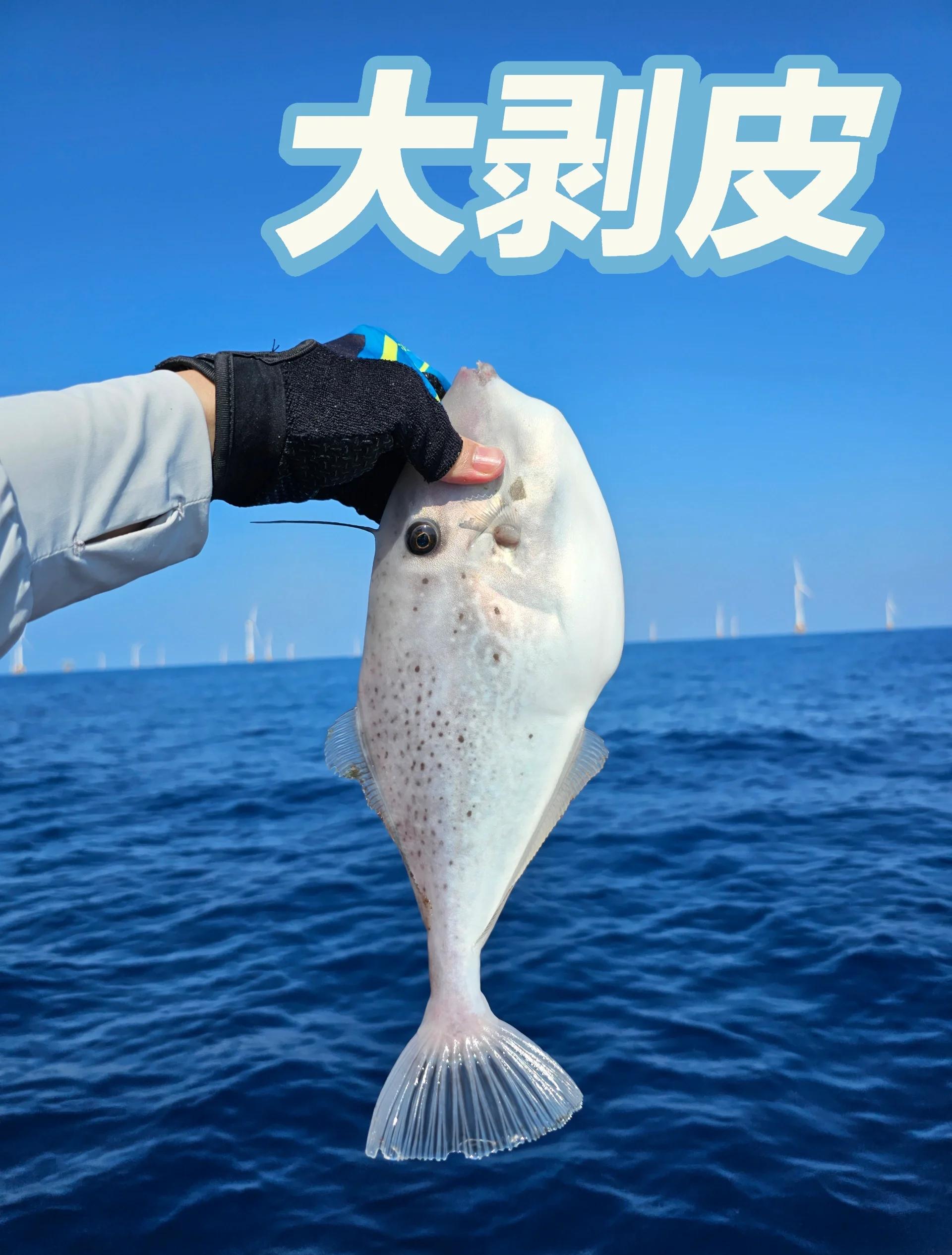 浙江海钓鱼种(浙江可以海钓的渔家乐)