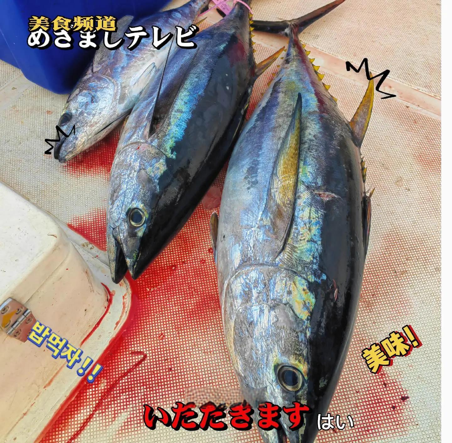 崖南海钓鱼种(崖南海钓鱼种类图片)