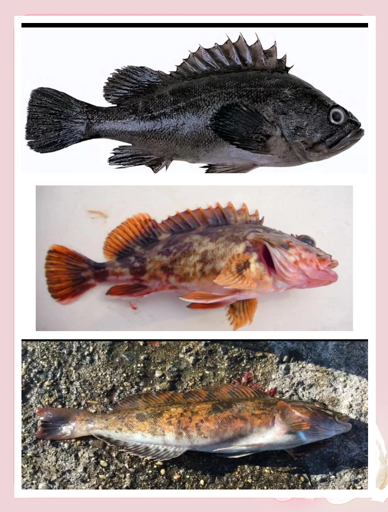 崖南海钓鱼种(崖南海钓鱼种类图片)