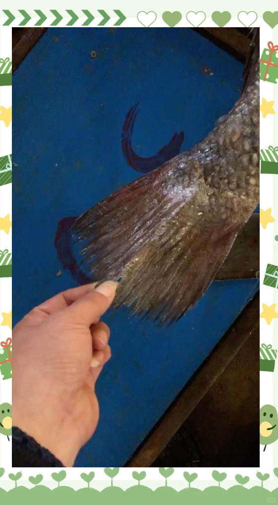 海钓米鱼东海(东海米鱼好吃吗)