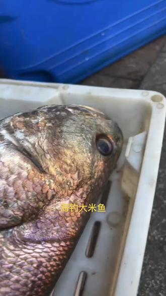 海钓米鱼东海(东海米鱼好吃吗)