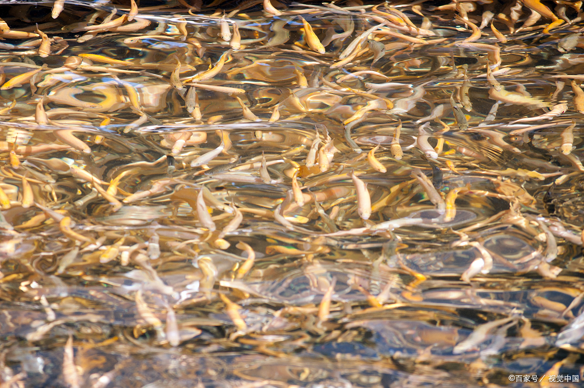 泥鳅能海钓(泥鳅海钓泥鳅能活多久)