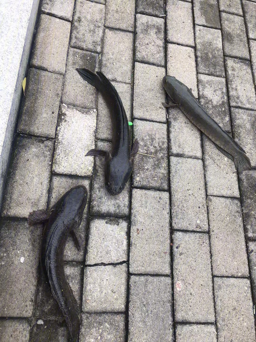 上海路亚腐败(上海路亚有资源吗)