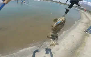 上海路亚腐败(上海路亚有资源吗)