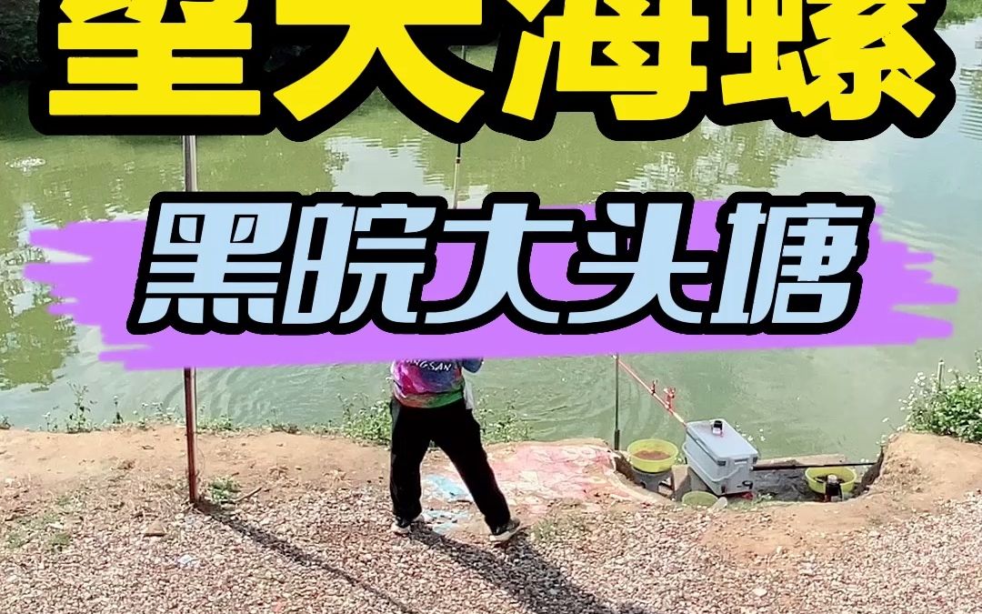 钓海螺技巧(用海螺钓鱼怎么挂钩)