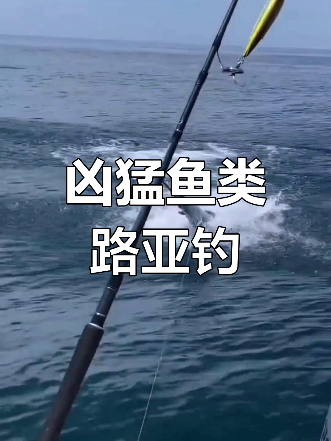海钓半水鱼组(海钓半水鱼组合图片)
