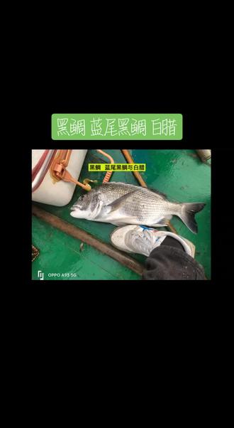 海钓黑鲷要什么天气(海钓黑鲷钓浮还是钓底)