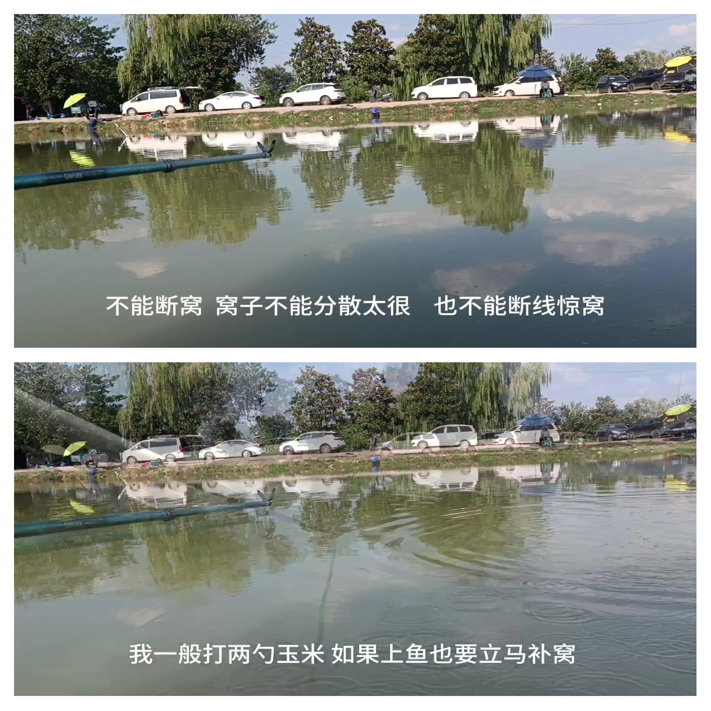 养殖鱼塘钓草鱼技巧(养殖鱼塘钓草鱼技巧图解)