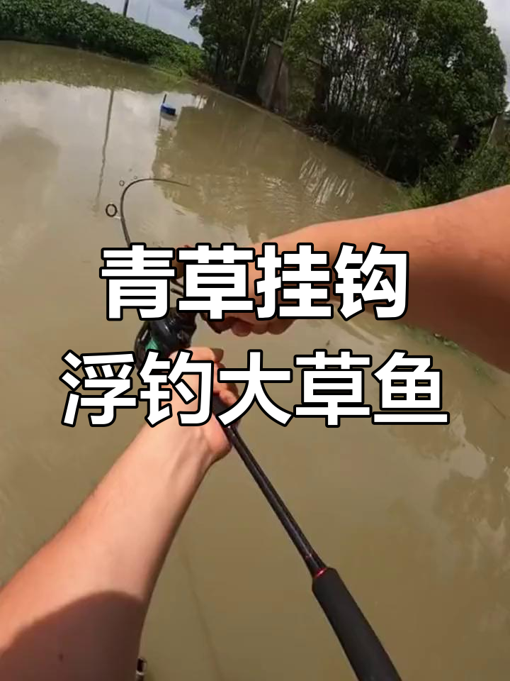 养殖鱼塘钓草鱼技巧(养殖鱼塘钓草鱼技巧图解)