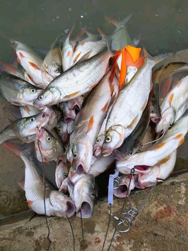 垂钓红尾鱼的技巧(钓红尾鱼的技巧和方法视频)