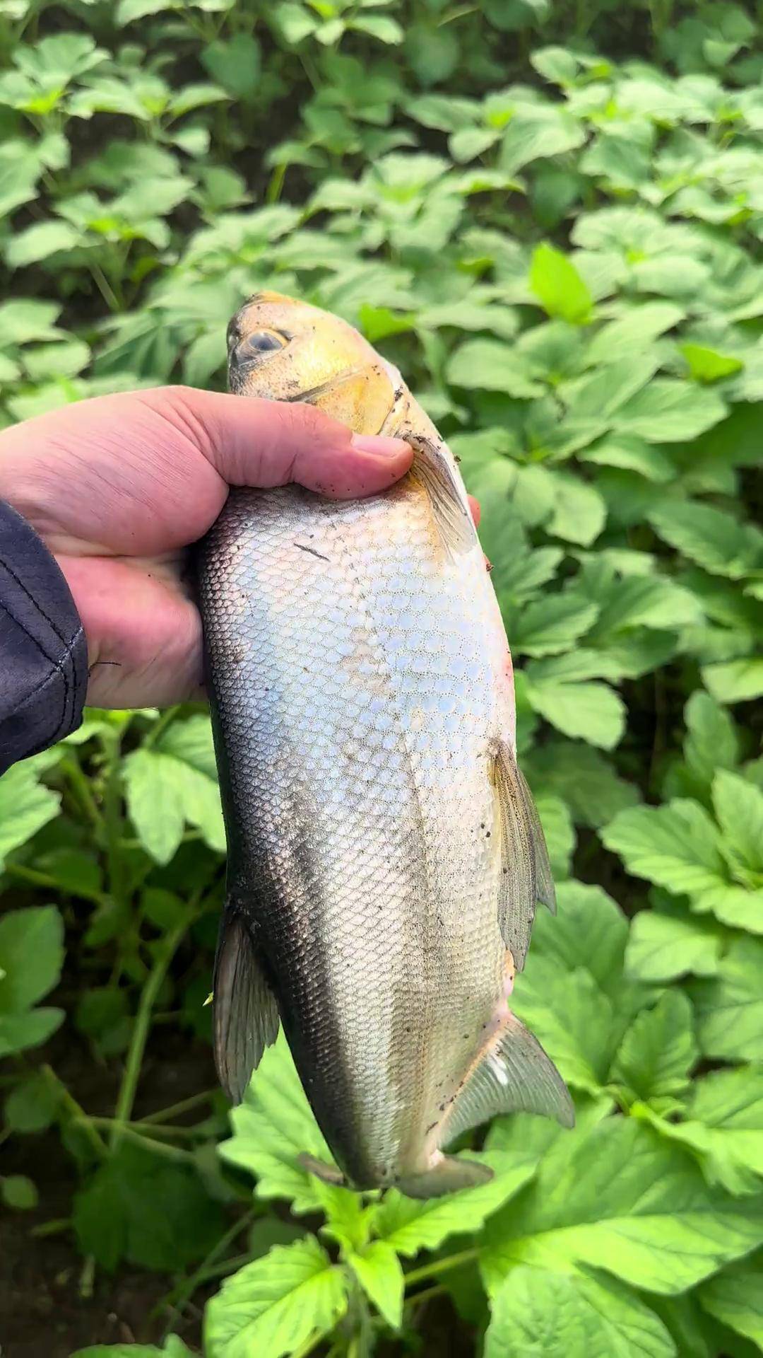 夏季白天路亚翘嘴钓法(白天路亚翘嘴用沉水还是半水)