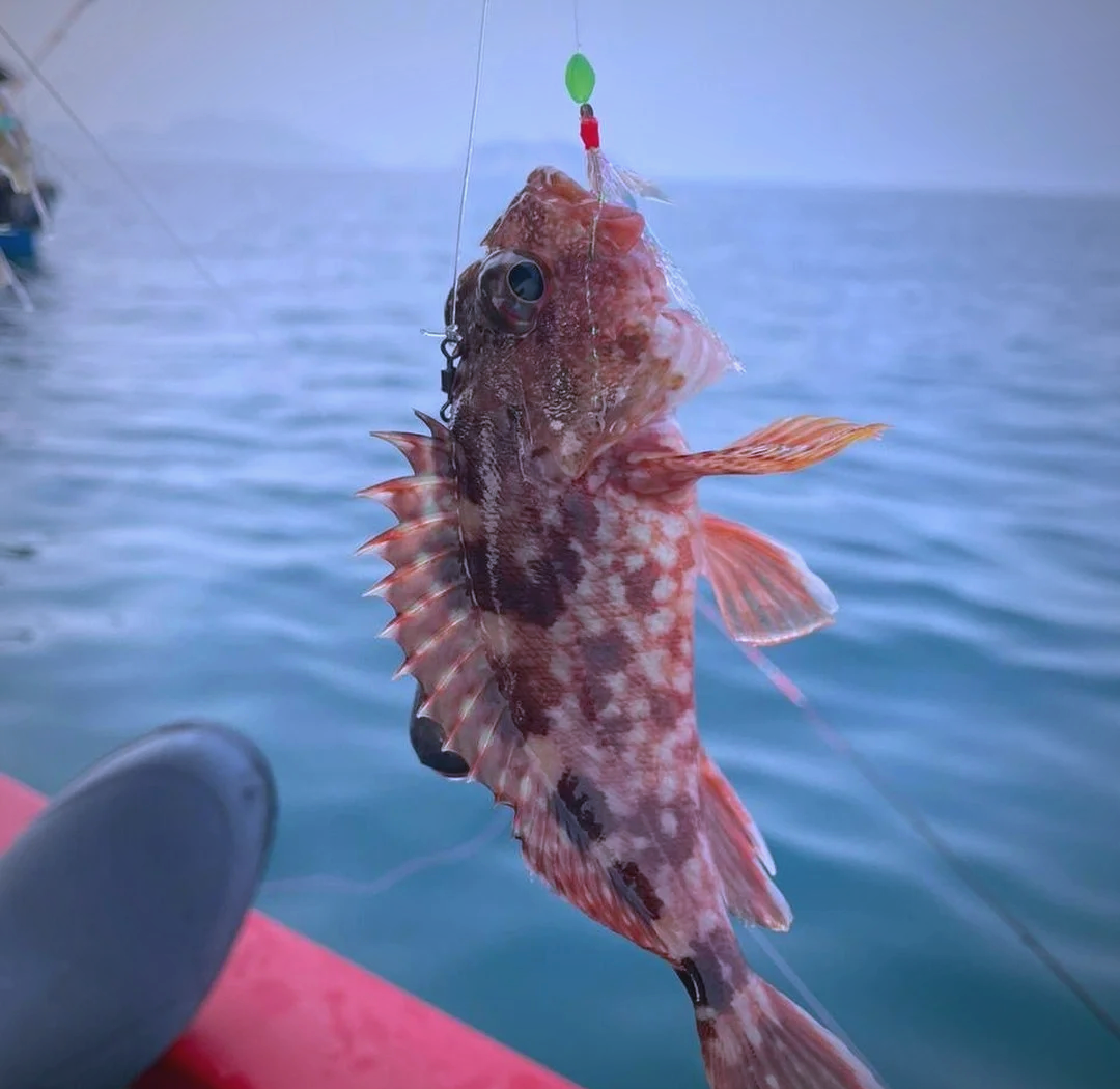 曹妃甸清明海钓(曹妃甸钓海鱼的地方)