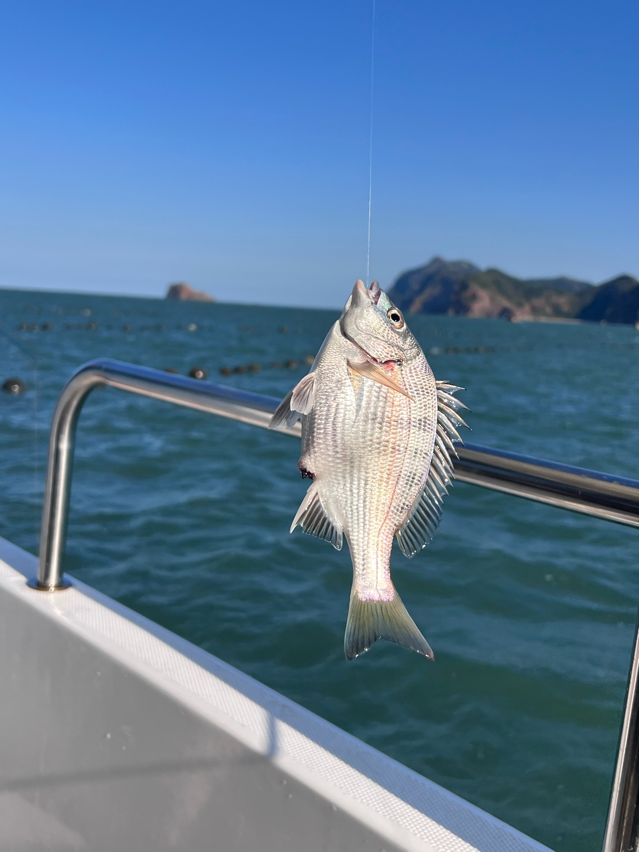 海鱼用什么饵料钓(海鱼用什么饵料钓最好)