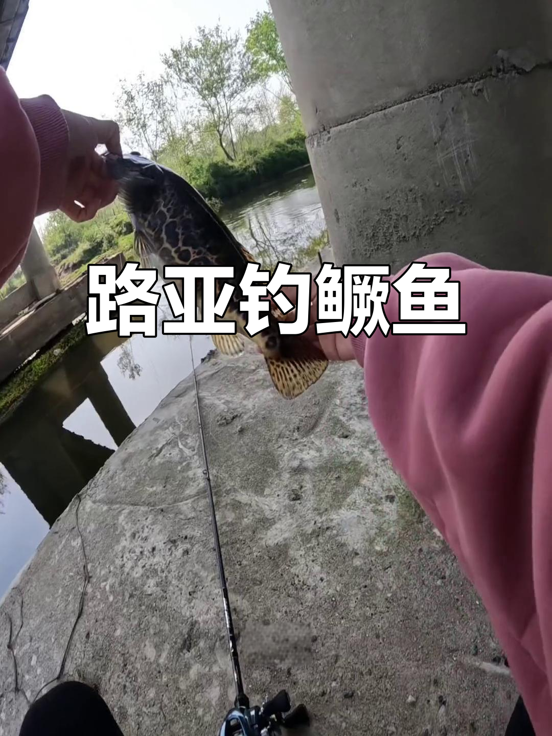 路亚白鳜技巧(路亚鳜鱼技巧手法视频教程)