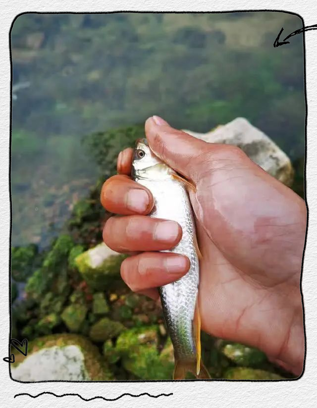 钓马口鱼的技巧(钓马口鱼的技巧视频)